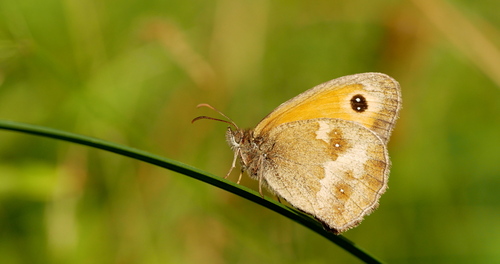 Gatekeeper, 's-Hertogenbosch, Nederland, photo 6 of 10