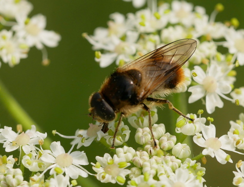 Bumblebee Blacklet, Vught, Nederland, photo 8 of 10