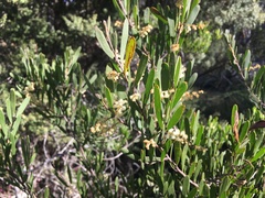Acacia mucronata dependens