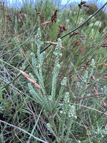 Alpine Streambush (Brunia pillansii)