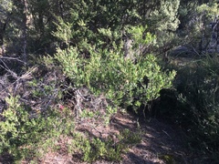 Acacia mucronata dependens