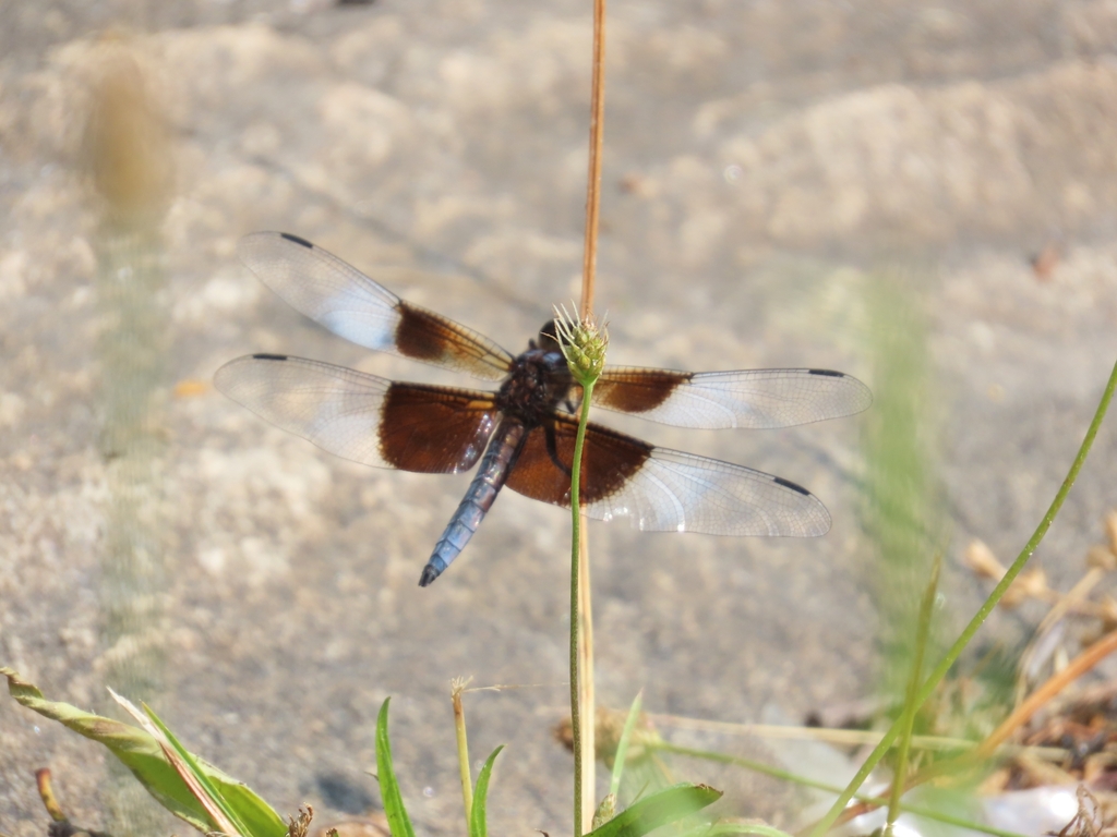 Widow Skimmer
