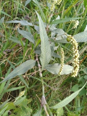 Persicaria lapathifolia lanata