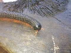 Eucentrobolus tamulus