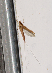 Callibaetis montanus