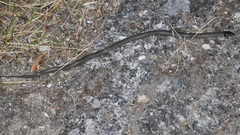 Macroprotodon brevis