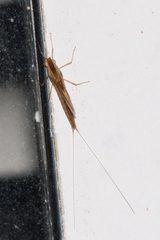 Callibaetis montanus