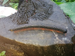 Eucentrobolus tamulus