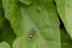 Chlorophorus macaumensis