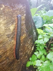 Eucentrobolus tamulus