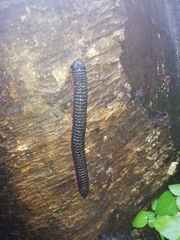 Eucentrobolus tamulus