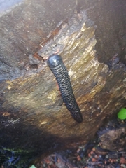 Eucentrobolus tamulus