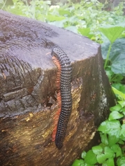 Eucentrobolus tamulus