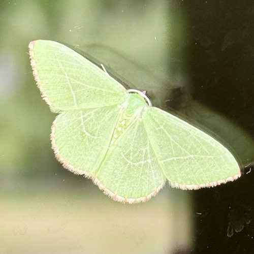 Single-lined Emerald photo 4