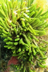 Caulerpa brownii