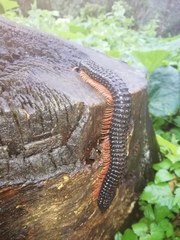 Eucentrobolus tamulus