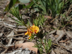 Pultenaea laxiflora