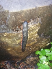 Eucentrobolus tamulus