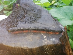 Eucentrobolus tamulus