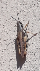 Catantops melanostictus