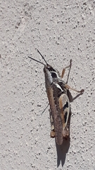 Catantops melanostictus