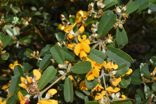 Stirling Range Poison (Gastrolobium velutinum)