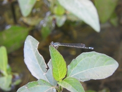 Enallagma novaehispaniae