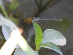 Enallagma novaehispaniae
