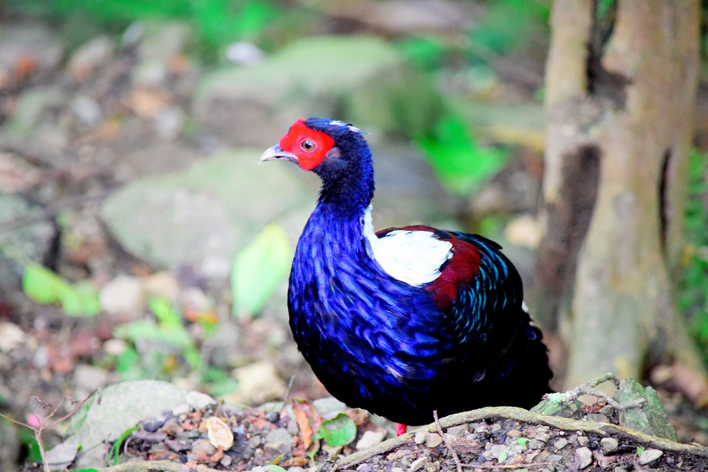 Swinhoe's Pheasant