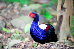 Swinhoe's Pheasant photo 1