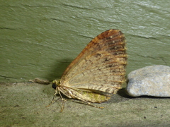 Asaphodes