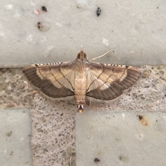 Cnaphalocrocis