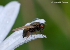 Calliopum simillimum