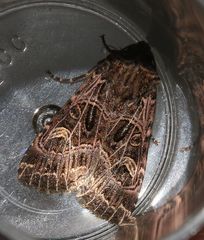 Sideridis reticulata