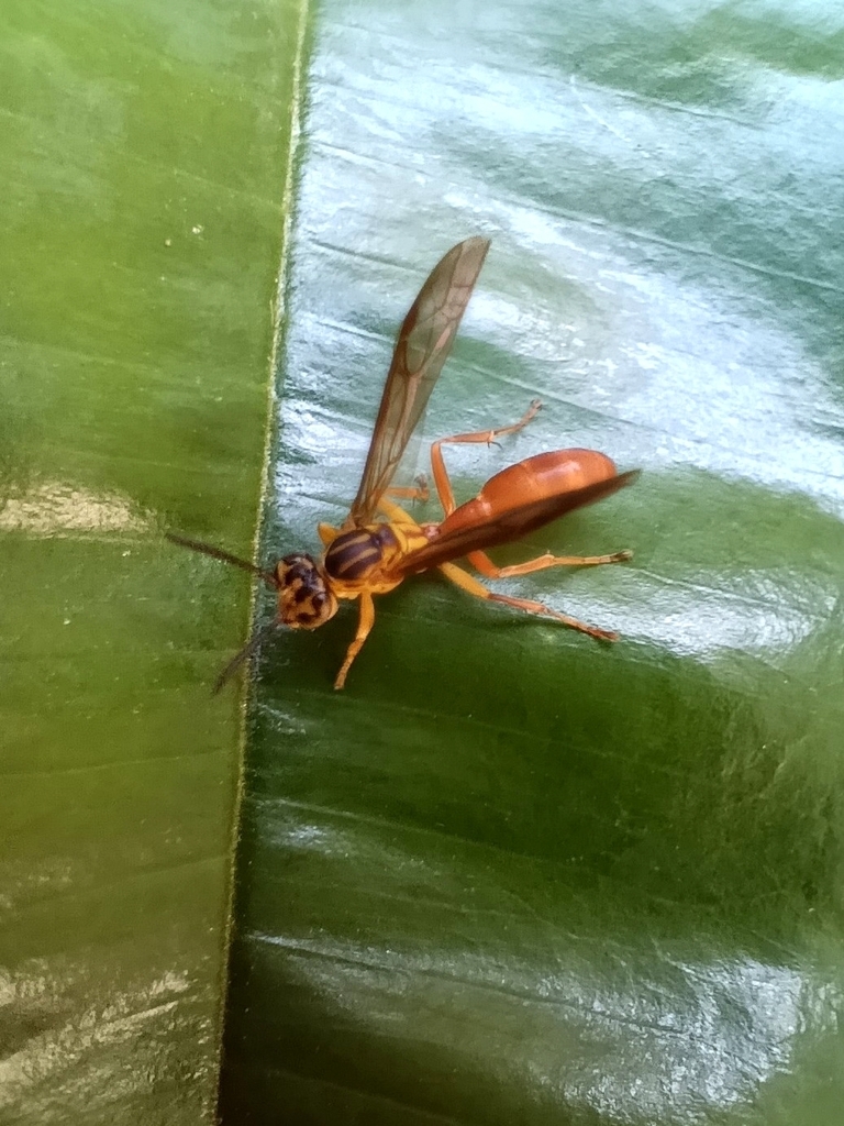 Agelaia centralis
