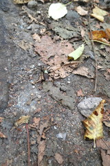 Paratlanticus ussuriensis