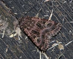 Sideridis reticulata