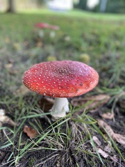 Amanita muscaria