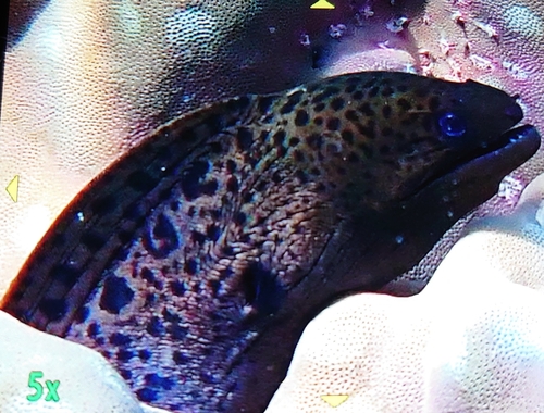 Giant Moray