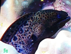 Giant Moray