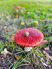 Amanita muscaria