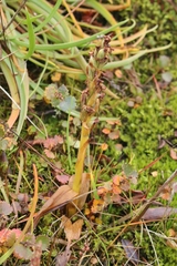 Platanthera hyperborea