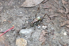 Paratlanticus ussuriensis