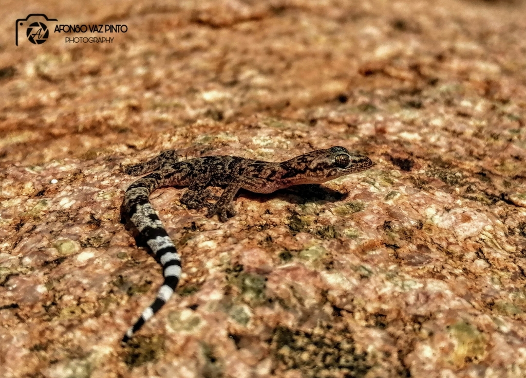 Coastal Flat Gecko