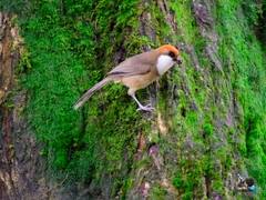 Pterorhinus ruficeps