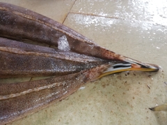 Platycephalidae