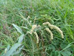 Persicaria lapathifolia lanata