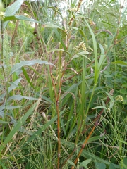 Persicaria lapathifolia lanata