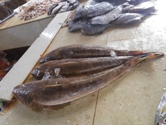 Platycephalidae