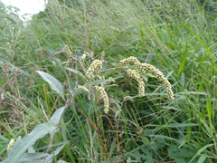 Persicaria lapathifolia lanata